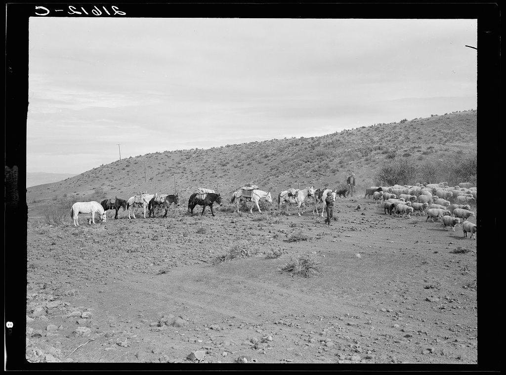 The image depicts a rural scene with various livestock and pack animals in an arid, mountainous landscape. There are multiple horses of different colors—some appear to be saddled for riding or work purposes—and sheep gathered around the area, indicating they might be grazing. A shepherd is visible on foot amidst the herd, suggesting active animal husbandry practices. The terrain looks dry with sparse vegetation and rocky ground, typical of a region that may experience seasonal droughts or aridity due to its geographic setting.

The black-and-white photograph suggests it could be historical in nature, capturing an old-fashioned method of livestock management before modern transportation tools became widespread. This aligns with the context provided by the caption mentioning "Pack train coming down from summer camp" and indicates a scene possibly set during early 20th-century America where such pack animals were crucial for transporting goods over long distances.

Further details about this particular photograph can be found in an associated source, which could provide insights into its historical significance or context within that era. The specific mention of Washington County, Idaho hints at the location's relevance to American rural life and history during a time when agriculture heavily relied on manual labor and animal power for mobility and sustenance.

This image se [...]