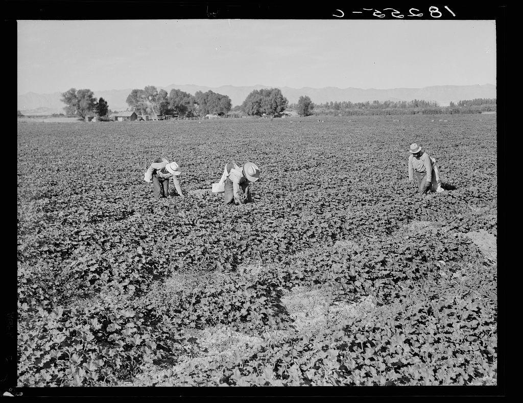 The image depicts a group of three individuals working in an agricultural field. They appear to be engaged in manual labor, possibly planting or harvesting crops. The landscape is expansive and open with rows upon rows of cultivated land stretching into the distance under clear skies. Trees line one horizon, suggesting proximity to a rural community or orchards. All subjects are dressed casually for outdoor work; two wear wide-brimmed hats while at least one wears what looks like a light-colored apron over their clothing. The photo is in black and white, consistent with historical photographs from the early 20th century. There's no indication of modern machinery or tools, reinforcing an earlier era before mechanized agriculture became prevalent.