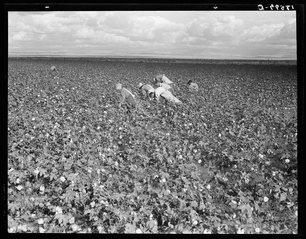 This black and white photograph captures a group of migrant field workers laboring in an expansive cotton field. The image is rich with historical context, likely taken during the mid-20th century given its composition style.

The landscape is dominated by rows upon rows of blooming cotton plants, their bountiful flowers stretching as far as the eye can see under a wide expanse sky dotted with clouds. In stark contrast to this natural backdrop are several figures in the midst of picking crops. These individuals appear small compared to the vastness around them, underscoring both the enormity and solitude of agricultural labor.

The workers themselves are dressed in what seems like standard field attire for that era: wide-brimmed hats providing some protection from the sun’s rays. Their clothing is practical but simple, with colors muted against the stark landscape—pinks or browns, perhaps—a far cry from modern day fashion's bright hues and varied patterns.

The image composition focuses on these workers as they bend over rows of plants in unison; it suggests a sense of community among them despite their laborious task. The perspective is head-on, offering an equal view across the scene to place all elements within context together: both individually significant yet collectively part of something larger and more complex.

There are no visible logos or distinct markers indi [...]