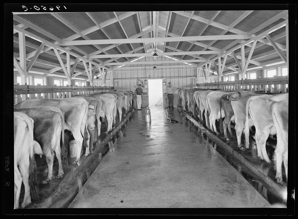 The image depicts a large indoor barn with rows upon rows of white cows lined up along a long feeding trough. Each cow is facing the same direction, suggesting an organized and systematic approach to animal care within this facility. The structure features high ceilings supported by wooden beams, allowing ample light from above while also protecting the animals below.

In the center aisle runs a small stream or waterway with splashes of water visible around it, likely for sanitation purposes as cows move through different stages in their daily routine such as milking and feeding. On either side of this central path are metal barriers that help to keep each cow separated from its neighbors while still providing collective access to the trough.

Two individuals can be seen within the barn; one appears to be a person wearing light-colored trousers, possibly engaged in monitoring or maintaining the cows' well-being by walking down the aisle. The other is dressed similarly and stands at what seems like an entrance near the far end of the barn. They might serve as caretakers or farm staff responsible for overseeing daily activities on this dairy operation.

The image carries a historical feel with its black-and-white presentation, hinting that it may be taken from an earlier era when such large-scale cattle farming was more common in agricultural practices like those documented [...]