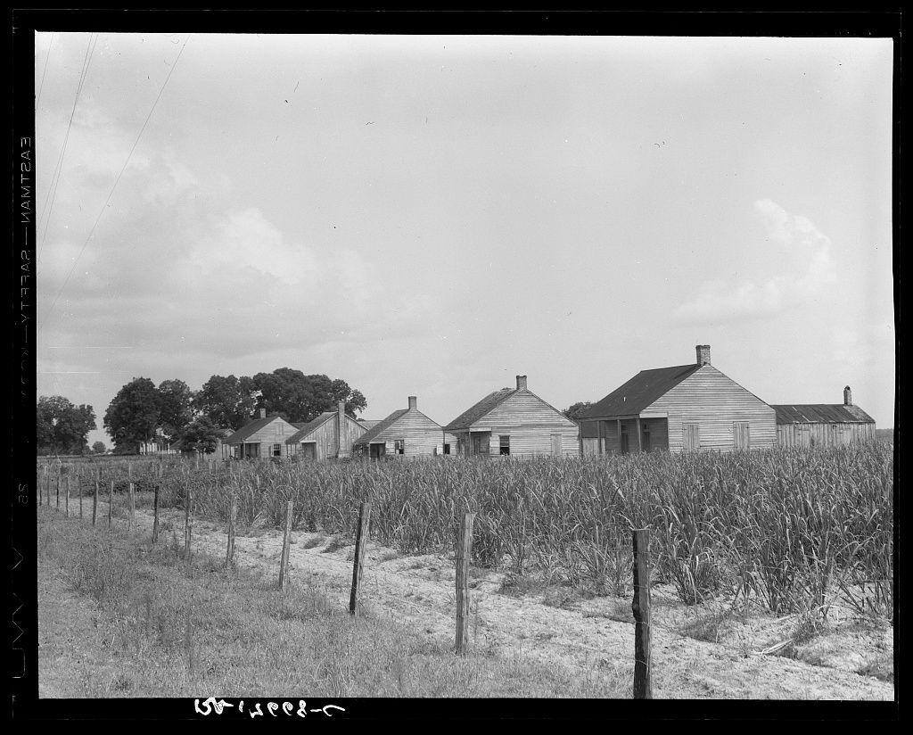 The image depicts a rural landscape with multiple wooden cabins or houses spread across fields that appear to be farmland. The structures are simple, featuring steeply pitched roofs and what seems like gable end walls made of horizontal planks. Some have visible chimneys indicating the presence of fireplaces inside. A field in front of these buildings is fenced off by vertical posts with wire strung between them, suggesting an attempt to protect crops or livestock within that area.

The fields are filled with tall plants resembling sugarcane stalks, which stand uniformly across the landscape up to about halfway into some frames before being cut down closer to ground level. The sky above is mostly clear but has scattered clouds, and there's a glimpse of trees in the background on the left side beyond the line of houses.

The photograph appears vintage, indicated by its black-and-white tonality and graininess, which also suggests it could be from an early to mid-20th-century era. A caption at the bottom reads "CABINS FOR SUGAR CANE WORKERS," along with a location reference: Bayou La Fourche, Louisiana. The image is likely taken during or after sugarcane harvest season when crops are tall and cut down.

The overall impression conveyed by this photograph suggests an agricultural work setting where these cabins serve as housing for laborers involved in the production of sugar cane.