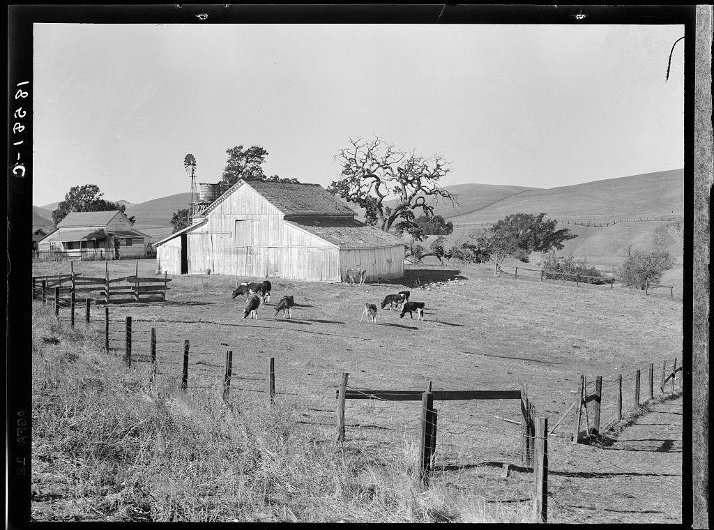 The black and white photograph depicts a rural scene with agricultural elements, likely from the early to mid-20th century judging by the style of fencing and structures. In the foreground, there is an open field enclosed by wire mesh fences supported by wooden posts, indicating it's used for grazing livestock or cultivation purposes.

Within this enclosure are several cows; their coats appear primarily black with white patches—a classic breed pattern that suggests they could be Holsteins, known as dairy cattle due to high milk production. The animals are dispersed across the field, suggesting a casual, unstructured feeding time rather than an organized milking schedule typical in modern farm operations.

The midground is dominated by what looks like an old barn with significant wear on its wooden exterior; it's indicative of regular use and possibly age but still functional for farming needs. A windmill structure stands tall against the sky behind this building, serving as a common source of renewable energy on large rural properties before modern electrification.

In the background, gently rolling hills stretch across the horizon under an overcast or hazy sky—common in agricultural regions that experience regular cloud cover and less intense sunlight. There's also another farm structure with a gabled roof visible behind trees and bushes near this barn; however, it is no [...]