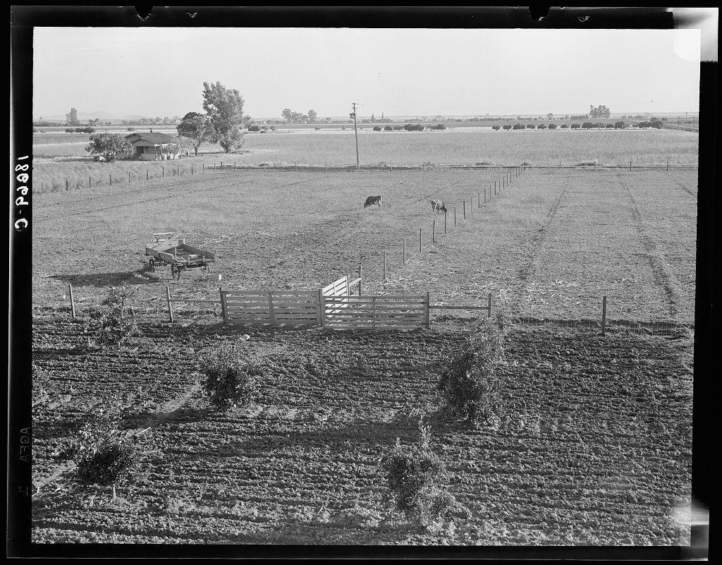 The image is a black and white photograph depicting an expansive rural landscape. The scene centers on a large, open field that appears to be used for agricultural purposes. In the foreground, there's visible tilled soil with some patches of greenery or plants possibly indicative of crop cultivation.

A wooden fence borders one side of the field, marking its boundary. Near this fence is what seems like an old-fashioned vehicle, perhaps a tractor or farm equipment. The middle ground shows another section of cultivated land separated by more fencing and poles. A single cow grazes in this area. 

The background features even wider expanse fields that stretch to the horizon line under a clear sky with faint clouds. There are some sparse trees scattered around the landscape, as well as what looks like farm buildings or houses.

Overall, it suggests an agricultural setting possibly during mid-20th century America due to its black and white composition, indicative of Dorothea Lange's work capturing rural life in California.