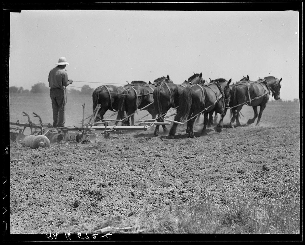 A black and white photograph showing a farmer leading six horses in the process of plowing an agricultural field. The equipment is connected to two parallel-tined disc harrows, which have been used to turn over soil for planting crops like corn. In the foreground on the left side, there's some sheep lying down while observing or resting after grazing nearby grasses that sprout from the recently turned earth. The landscape in the background appears flat and vast with no visible vegetation except a few distant trees against an overcast sky suggesting either early morning hours or late afternoon due to low light conditions. A man wearing trousers, boots, long-sleeved shirt, hat for sun protection is standing beside one of the horse's heads holding onto the reins, indicating his guidance role during this agricultural activity which seems reminiscent of older farming practices.