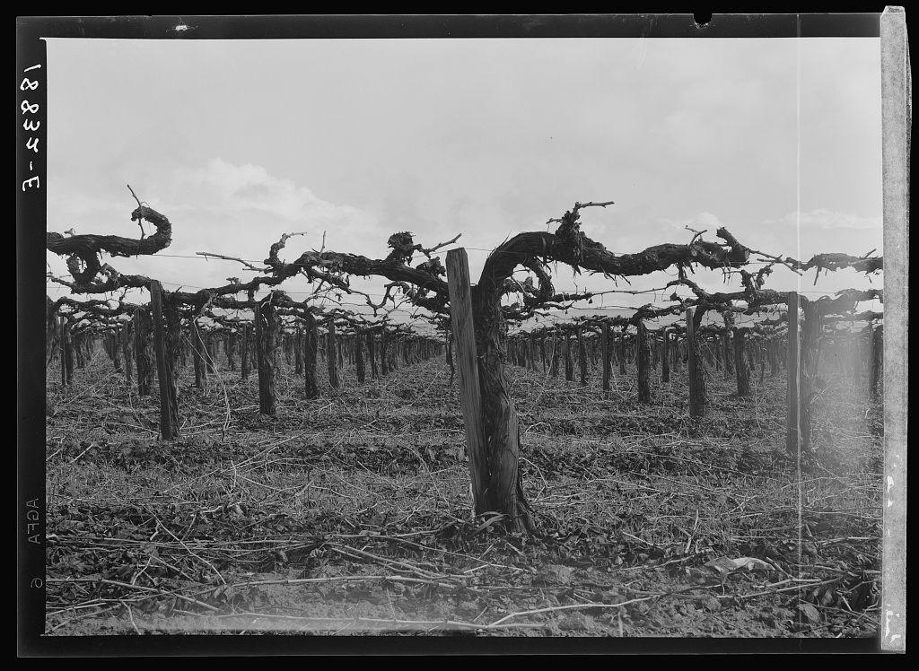 The picture shows a stark black and white view of an outdoor setting that appears to be a vineyard. This scene is characterized by rows of grapevines with twisted canopies stretching across the field, supported on wooden posts which are firmly rooted in brown soil. The vines seem dormant or possibly pruned for maintenance. In the background, there's dense wooded terrain consisting of bare trees and underbrush that suggests it could be late fall to early winter due to the absence of leaves on many branches. There is no visible human activity within this frame, which allows a focus solely on the natural elements and agricultural infrastructure present in what appears to be an orchard or vineyard during pruning season.