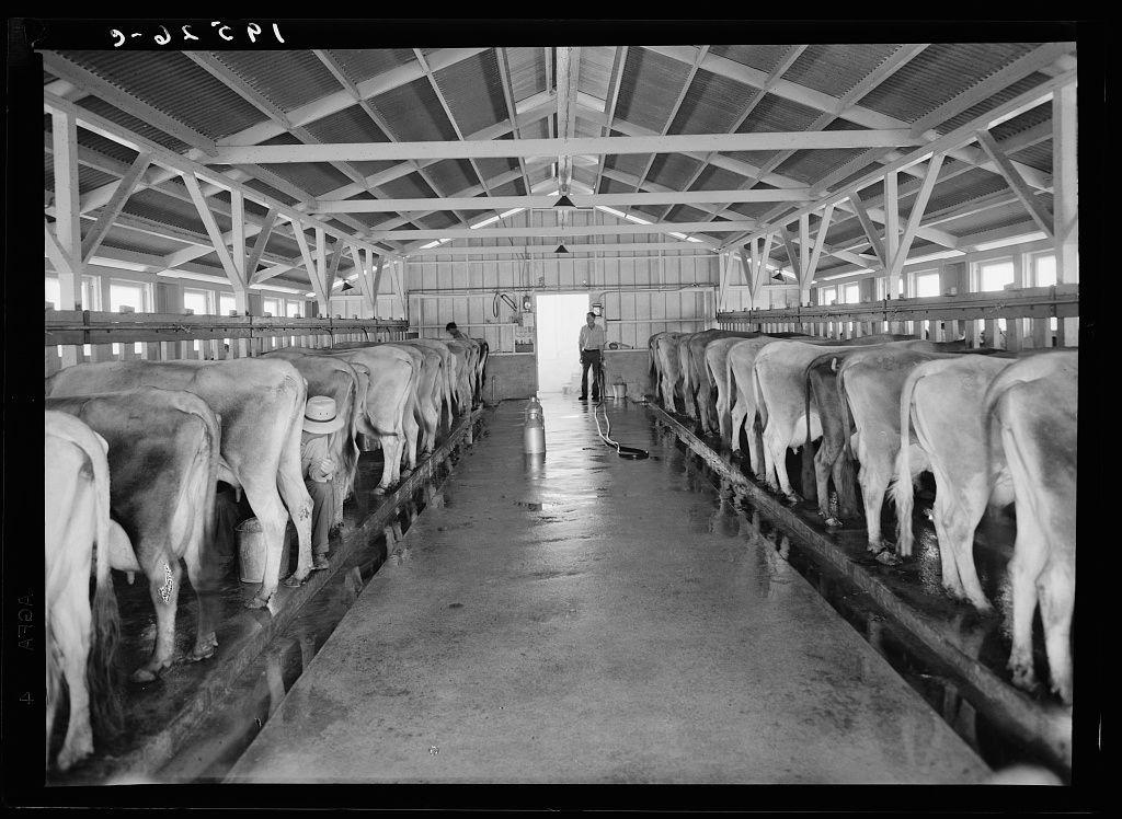The image depicts a large, well-lit barn with white structural beams and supports. Inside the barn is an arrangement of several rows filled with cows on either side, all facing towards feeding troughs at their respective sides. Each cow appears to be connected by a harness or rope tied around its head, leading it directly to one of these feeders in sequence. The cows are lined up neatly along long metal gutters that run parallel down the barn’s length, likely containing water for drinking.

In the center aisle between rows of cows stands an individual, possibly farm staff, observing the scene. A person is also visible towards the far end on a platform or elevated structure within the barn. On the right-hand side near this figure hangs what appears to be milk collection equipment. The floor reflects light and moisture, indicating it might have been recently cleaned.

The photograph captures a moment of organized agricultural activity with no discernible movement from either cows or staff members.