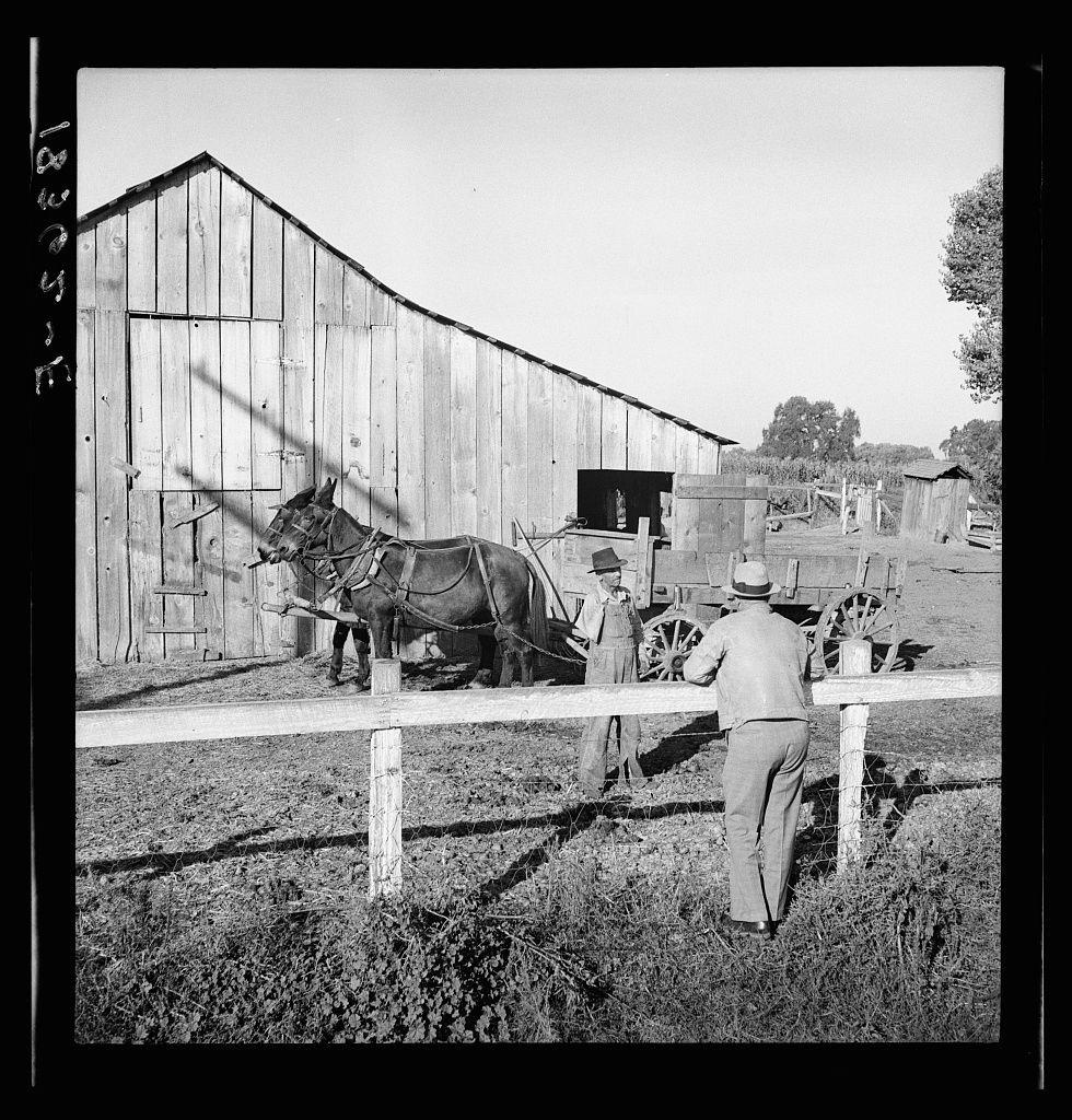 The image is a black and white photograph depicting an agricultural scene. It shows two individuals working with farm animals, possibly horses or mules, attached to a wagon. The setting appears rural, with a large wooden barn structure visible in the background. A fence runs horizontally across the foreground of the photo.

One person is standing next to the animal on one side of the wagon while another individual stands nearby and seems to be observing or directing work from behind them. Both individuals are dressed in attire that suggests they may have been working, with hats for protection against sun exposure.
The photograph captures a moment typical of rural life during an era when manual labor was heavily reliant upon animal power. The setting is indicative of farmwork activities such as plowing fields or hauling goods.

Additional context provided indicates the image relates to historical efforts in rehabilitation and relief work within Tulare County, California, involving individuals on county assistance following significant personal hardship like a loss of limb during construction projects.