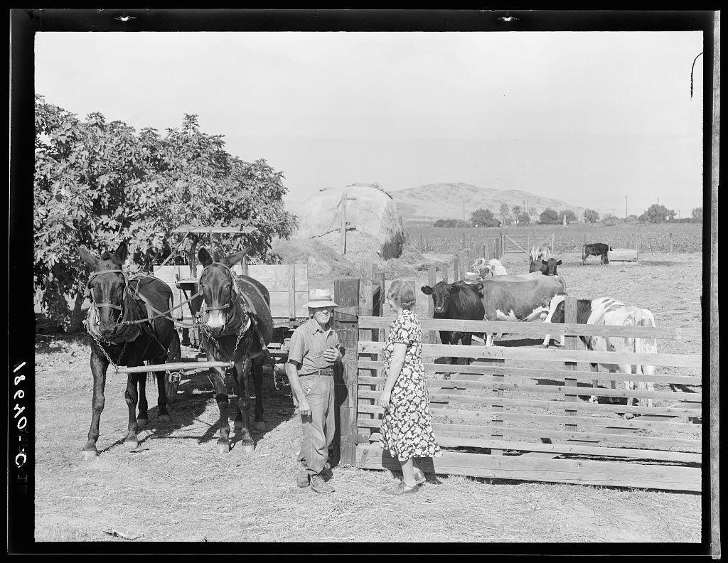 The image is a black-and-white photograph depicting two individuals standing in front of cattle and farm equipment. The person on the left appears to be an older man wearing a hat, suspenders, trousers, and boots, holding onto what looks like reins or ropes attached to horses. Beside him stands another figure dressed in a floral dress with closed shoes.
In the background, there is a fenced area containing cows, some of which are lying down while others stand up. The landscape features trees, hay bales, power lines on poles, and rolling hills under an overcast sky. This scene suggests rural agricultural life, possibly from early to mid-20th century America.
The photograph has accompanying text that mentions the Farm Security Administration (FSA) providing financial assistance for a family farming venture in Tulare County, California during February 1936. The couple is depicted as having successfully established themselves on their diversified farm by November 1938 with various crops and livestock.