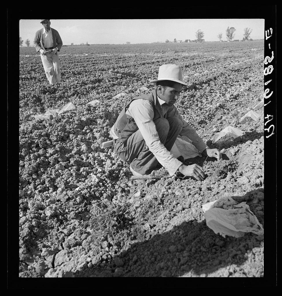 A black-and-white photograph depicting two individuals in a field engaged with the soil. The main subject is seated on the ground, examining or planting something within the cracked earth with his hands and focused attention. He wears a light-colored hat, long-sleeve shirt, vest, trousers, boots, and gloves for protection against the cold environment.

In contrast to him stands another person in the background who appears contemplative while holding what looks like binoculars or a camera lens, possibly assessing the field's condition from afar. This individual is dressed similarly with lighter-colored clothing and shoes that show signs of wear.

The ground around them consists of dark brown soil interspersed with rocks and clumps of earth, indicative of arid conditions typical for agriculture in dry regions like Imperial Valley, California where migratory laborers were engaged in tasks such as thinning cantaloupe plants at a low hourly wage.
