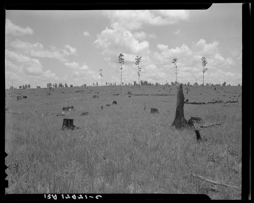 The image depicts a landscape with remnants of what appears to be deforestation activity in an open field. Numerous tree stumps are scattered throughout the grassy terrain, indicating that trees were cut down and not replanted. Tall standing pine trees can still be seen amidst the cleared area, suggesting they escaped being felled or were left intentionally for future use. The sky is partly cloudy but allows enough sunlight to illuminate much of the scene, casting subtle shadows on the ground. In a black-and-white photograph with visible graininess characteristic of older photography techniques, it captures an atmosphere of desolation and environmental change wrought by lumber operations in Greene County, Georgia.