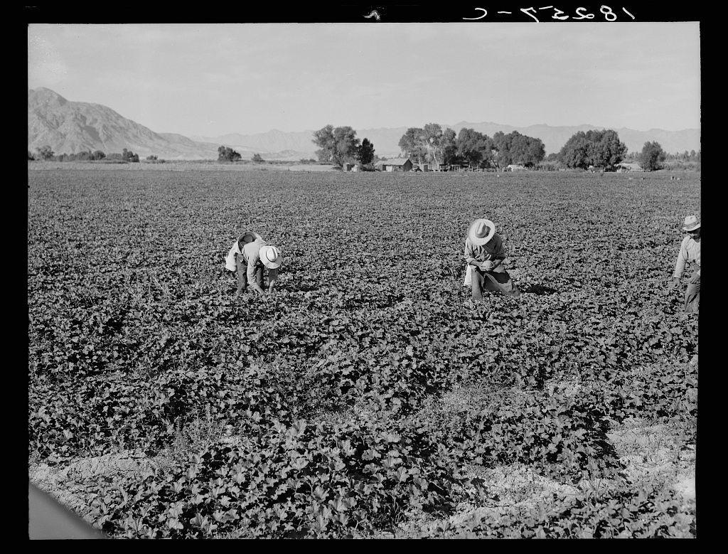 The image depicts a rural scene where individuals appear to be working in an agricultural field. The landscape is open and expansive, with mountains visible on the horizon under a clear sky. Multiple people are engaged in farming activities; their postures suggest they may be harvesting or tending crops that cover much of the ground. They wear hats likely for sun protection, indicating outdoor work during daylight hours.

The image's monochromatic tone suggests it is from an older era, possibly reflecting historical agricultural labor practices. In terms of context, this could relate to Mexican gang labor in Imperial Valley, California, as per a provided link. The attire and setting align with the description given for cantaloupe workers in that region during certain periods.

In summary, the photograph captures rural working life on an agricultural field under clear skies, featuring individuals engaged in farming tasks typical of historical practices.