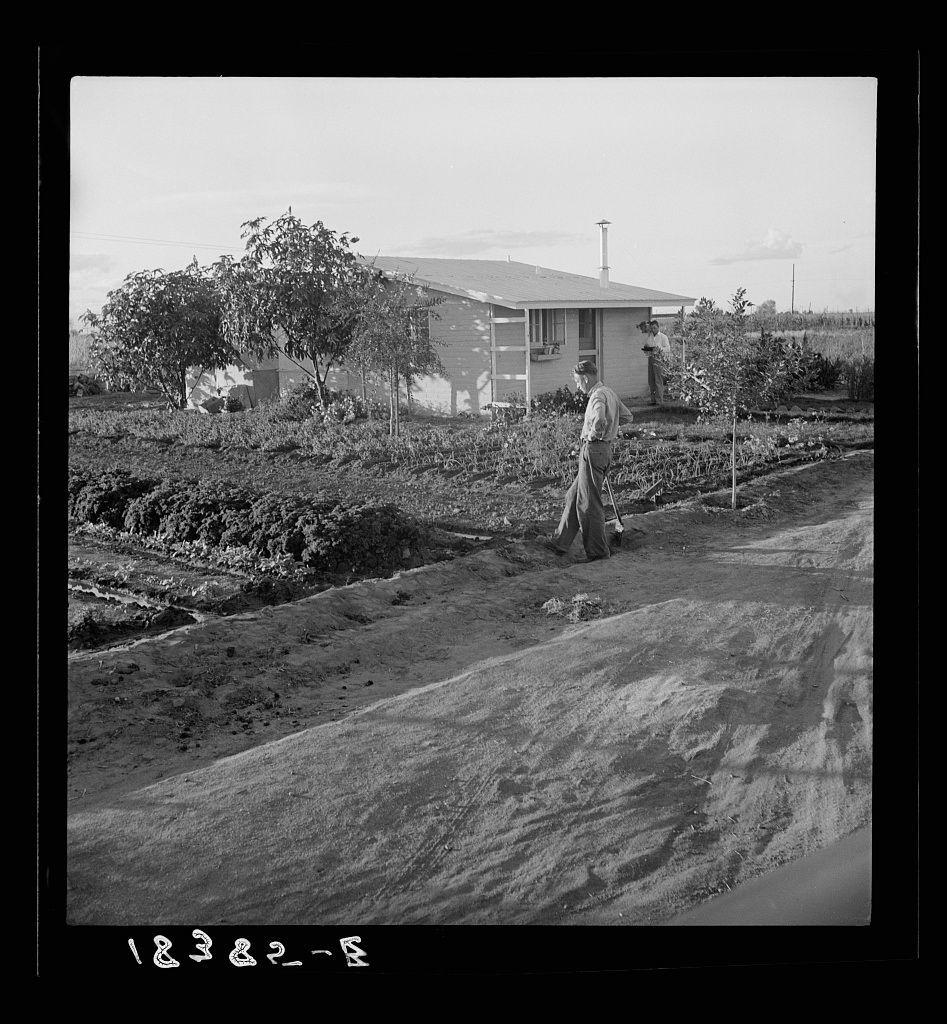 The image is a black and white photograph depicting an outdoor rural scene. A man, likely in his 50s or 60s with gray hair, appears to be tending to crops within a small garden area next to a modest single-story house. The individual wears casual attire: a long-sleeved shirt, trousers, shoes, and what seems like gloves on one hand while holding something possibly used for gardening tasks.

The setting is rural or semi-rural with visible soil around the plants indicating recent work in tending them. There's another person partly seen behind bushes further back within this garden area. The house has a simple design: white walls with windows, and what seems like an air conditioning unit installed outside one of those windows on the upper floor.

In the background is more vegetation that suggests it might be part of larger gardens or fields typical in farming areas. There's also evidence of agricultural activity around this residence, such as rows of crops visible farther away from the house.

The image carries historical significance, indicating a connection to Farm Security Administration housing projects for low-income farm workers during its time. The caption mentions "House at Garden Homes," which is located in Arvin (Kern County) California. It also details specifics about rental rates and utilities included with this dwelling within that project context.