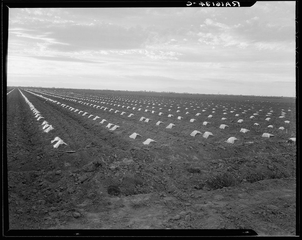 The image is a black and white photograph depicting an agricultural field. It shows rows of what appear to be cantaloupe plants, with each plant covered by a protective covering or cap. The caps are uniformly shaped like small cones and arranged in neat parallel lines across the soil-covered fields. There's no visible machinery; instead, it looks manually maintained. In the foreground, there is exposed earth with some irregularities from previous cultivation work. Above, an overcast sky suggests that this field may be located under a frequently cloudy climate or during cooler seasons of the year when such agricultural practices are common to protect crops. No human figures or other distinct objects besides these caps on plants and patches of ground can be identified in the image. The watermark 'Dorothea Lange' indicates it's likely by Dorothea Lange, known for her photography documenting American social issues during the early 20th century.