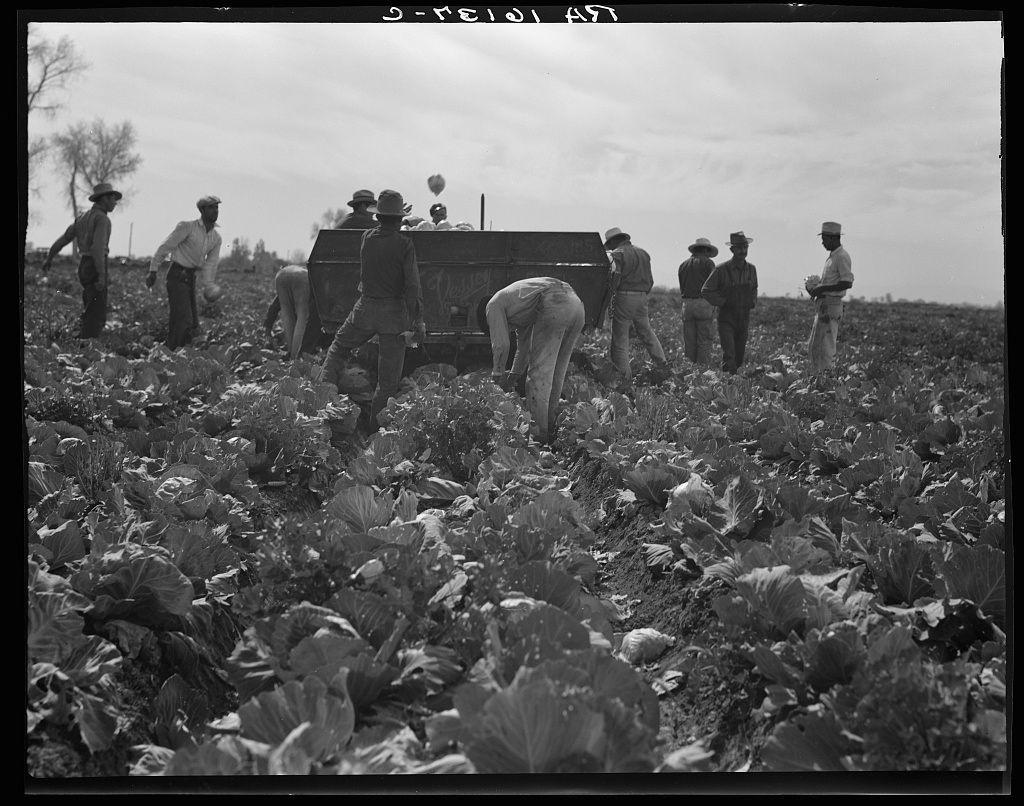 The photo captures a group of individuals engaged in the labor-intensive task of harvesting cabbages. They are dressed in attire typical for outdoor work, including hats and long-sleeved shirts to protect from sun exposure. The cabbage plants occupy most of the field view with their distinctive leafy heads prominently displayed.

In terms of equipment, a small, dark-colored vehicle is seen positioned amongst the workers, which could be used either as storage or transportation within the field for harvested produce. There are no visible signs of modern machinery; instead, it seems to depict an era where manual labor was predominant in agricultural settings. The sky above appears overcast, suggesting potential cooler temperatures and perhaps a higher humidity level typical during harvesting periods.

This historical snapshot offers insight into farming practices likely from several decades ago, highlighting the communal effort required for such tasks as well as the physical toll on workers due to repetitive motion.