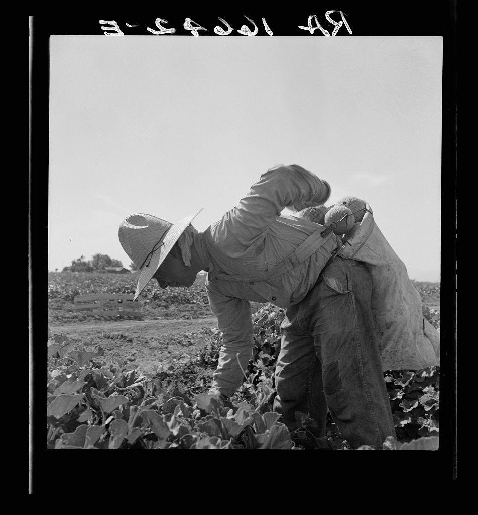 The photograph is a black and white image showing two individuals working in agriculture. One person, wearing wide-brimmed hat for sun protection, appears to be picking melons from the field while bending down beside another worker who seems to be assisting or possibly being assisted with their task by holding onto the first individual's waist.

Both workers are dressed casually but practically suited for agricultural labor; they wear loose-fitting pants and work boots. The clothing of both individuals has patches on them, indicating repairs often found in garments used heavily during manual tasks like farming.

The field around them is filled with rows of crops that have large leaves, which resemble those commonly associated with melon cultivation such as cantaloupes or watermelons. In the background, there are hills and a clear sky suggesting an open rural area typical for agriculture.

There's visible text on top of the photograph: "3-5C-49" possibly indicating either date or some form of cataloging information from where this photo was sourced. The overall setting suggests hard labor in agricultural fields during what appears to be a warm climate given their attire and hats used against sun exposure.