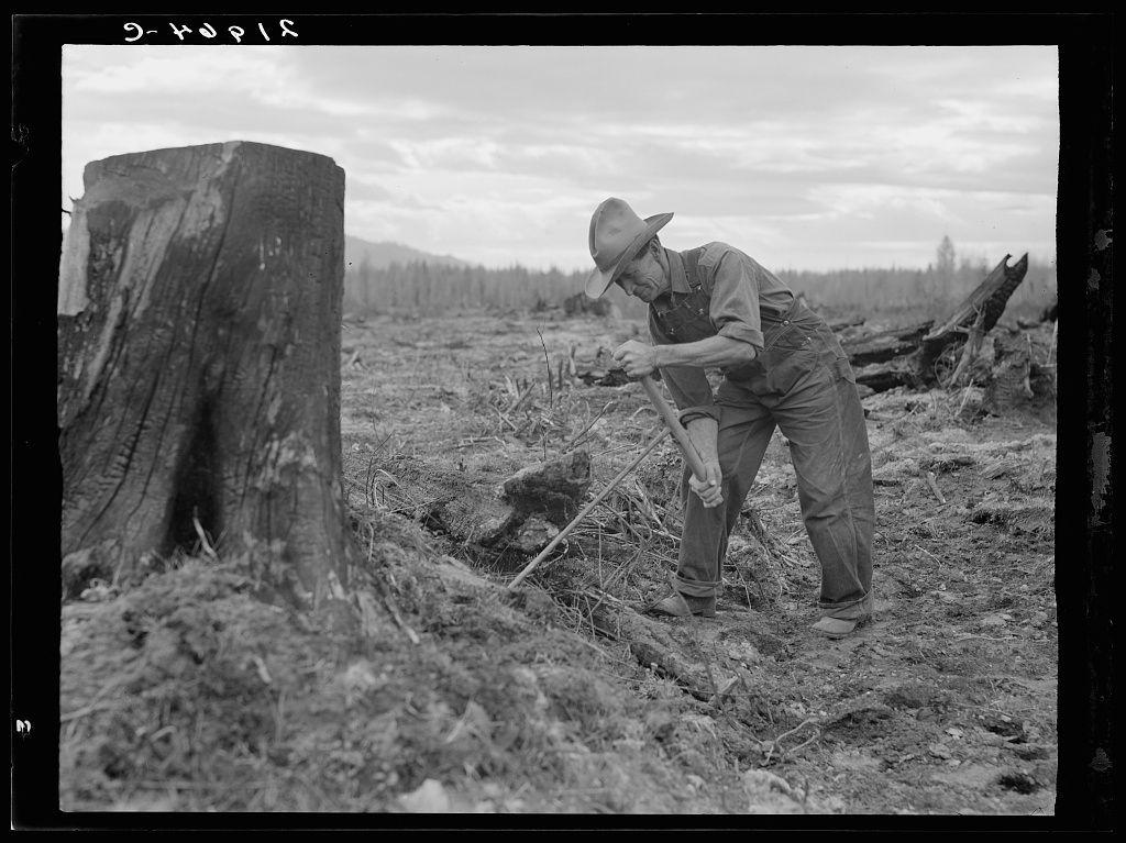 The image is a black and white photograph depicting an outdoor scene. It shows an adult male in the process of clearing debris from what appears to be a logging or land-clearing operation, with remnants of cut trees around him.

He's wearing work attire: overalls, a long-sleeved shirt, boots, and a wide-brimmed hat for protection against sun exposure. The man is using his hands on an auger-like tool into the ground near a large stump to presumably drill holes for dynamite or similar explosives used in logging operations.

The environment suggests a rural setting with open skies above and no immediate signs of habitation other than what appears to be remnants of felled trees, indicating deforestation activity. There is also a clear focus on practical work within an outdoor industrial context rather than artistic elements such as lighting or composition.