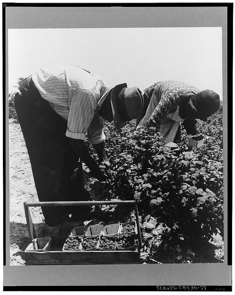 The photograph is a black and white image depicting two individuals engaged in agricultural labor. They are both bent over, working amidst dense foliage that appears to be berry bushes or similar crops. One person on the left wears striped pants and seems focused on harvesting berries with their right hand into an open container attached to their waistband. The individual on the right is wearing a patterned top and dark trousers, also engaged in picking activity but without visible containers.

In front of them lies a wooden box filled with multiple smaller baskets containing what looks like fresh produce or harvested goods. The overall scene suggests a rural setting where manual labor plays a significant role, likely during harvest season for these crops.