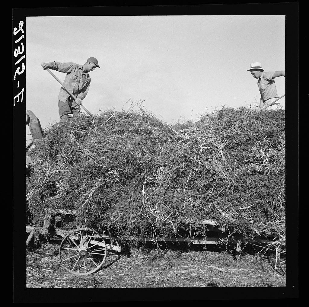 The image depicts two individuals engaged in manual labor outdoors. They are working with a large pile of what appears to be cut and bundled vegetation, possibly for agricultural purposes such as threshing red clover for seed. The setting seems rustic, likely on an older settler's ranch near Ontario, Malheur County, Oregon, given the context provided. Both individuals wear work clothing appropriate for outdoor labor; one wears a hat while holding onto what could be a harvesting tool, and the other is seen bending over with their hands in the pile of vegetation. A vintage wooden cart wheel adds to the historical ambiance of the scene. The black-and-white tone emphasizes textures and contrasts within this rural environment.