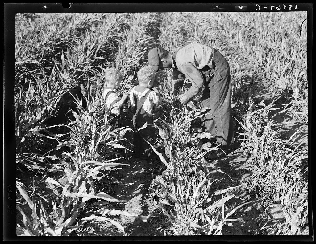 The image depicts a black-and-white photograph of several individuals working in an agricultural field. They are tending to crops, possibly milo maize based on the context provided by the caption and visible plant characteristics. One person appears to be guiding or supervising three younger children who are closely observing something within the plants.

In this setting, it is suggested that these people have undergone rehabilitation services before acquiring their own farm under a Tenant Purchase Act in California's San Joaquin County. The individuals on the photo now operate independently and seem ahead of schedule with payments for their farming enterprise, averaging loan amounts around seven thousand four hundred and sixty-five dollars as indicated by the caption.

The photograph is part of a larger collection that might include more context about agricultural work rehabilitation programs in California during certain historical periods or social welfare projects. The specific date on this particular image appears to be January 1945 based on its file name, which may hint at additional information related to World War II-era efforts focusing on rural agriculture and land use policies.

The visual elements such as the clothing style of the individuals, their positions in relation to each other, and expressions captured are important for understanding social dynamics and [...]