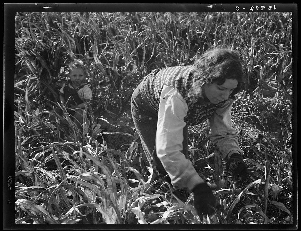 The image is a black-and-white photograph depicting two individuals working in a field of tall crops, which appears to be corn or milo. In the foreground, an adult woman with curly hair is bending over and reaching into the plants while wearing gloves and a patterned vest over her white shirt. She has dark pants on and seems focused on what she's doing.

Behind her, there’s another person who looks like a young child peeking out from behind the crops, smiling at something or someone outside of the frame. The overall atmosphere suggests that these individuals are engaged in agricultural labor, possibly harvesting or inspecting their crop.

Additional information about this image can be found on an associated webpage where it is described as: "A family laborer working a corn field with his child looking out from behind plants." It also provides context for the location and circumstances of the photograph.