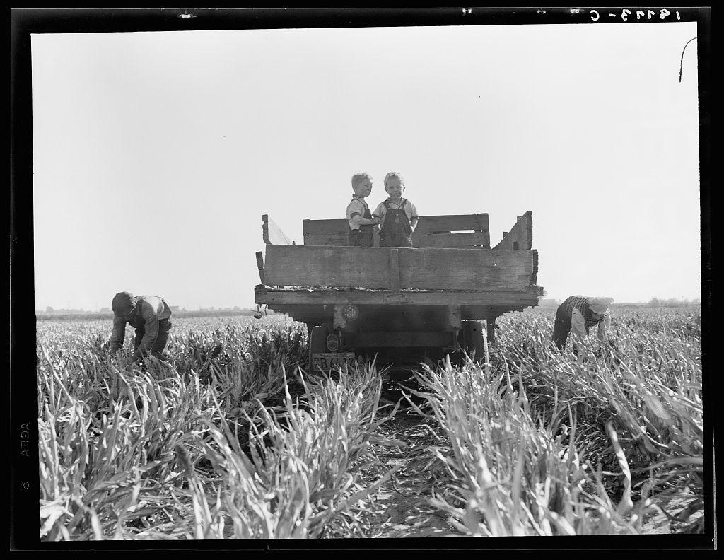 The image depicts a black-and-white photograph of two young boys standing in the back of an old-fashioned, wooden farm vehicle amidst tall crops. The children appear to be dressed casually with overalls and shoes suitable for work outdoors. They are looking towards the camera or slightly away from it, giving off a sense of curiosity or contemplation.

In front of the truck, there is at least one adult figure bent down working within the field. This person seems engaged in harvesting or inspecting crops directly on the ground, possibly collecting produce like corn which can be inferred by their posture and close proximity to what appears to be stalks with visible kernels. The surrounding environment suggests an agricultural setting under clear skies.

The vehicle has a license plate that is partially visible but not entirely legible due to perspective and distance from the camera. In terms of context, this scene could represent historical rural life or early 20th-century farming activities in America.