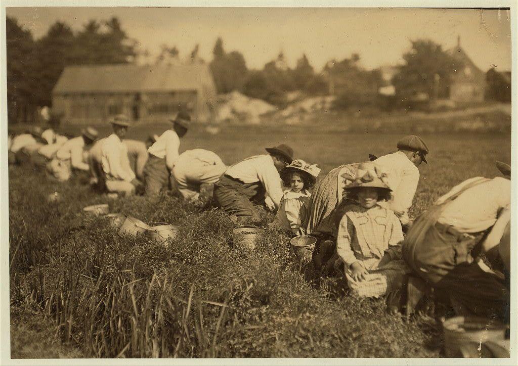 The image depicts a group of people engaged in agricultural work on an overcast day. The individuals, dressed in light-colored clothing and hats for sun protection, are crouched down amidst tall grasses with baskets likely containing harvested crops nearby them. Some carry tools like pitchforks or rakes to aid their labor. In the background stands a rustic building that could be a barn or farmhouse, indicative of rural farm life. The sepia-toned photograph suggests it is from an earlier era when such agricultural practices were prevalent in American countryside communities.