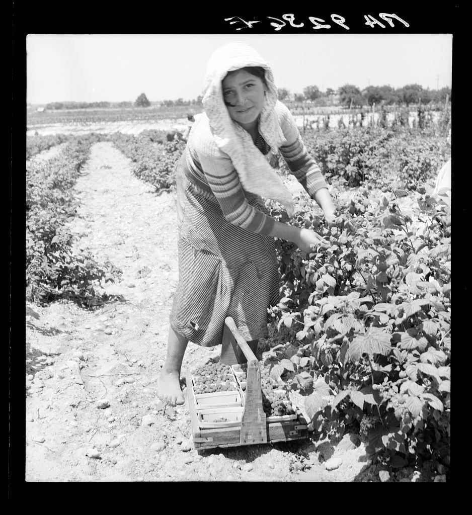 A person is bent over a row of crops, possibly in the middle of harvesting. They're wearing a striped dress with stripes alternating between lighter and darker shades, as well as what appears to be a white headscarf or hooded garment draped around their neck and shoulders. The individual has one hand on their hip while reaching into the plants with the other arm extended downward towards them. Beside this person is an empty crate of wood slats. This image is in black-and-white, suggesting it might have been taken some time ago when color photography was less common or possibly as a stylistic choice to emphasize contrasts and details like texture.

The surroundings indicate a large field with similar rows extending into the distance under what seems like a clear sky based on the brightness of light. There are no other people visible in this immediate vicinity, which suggests that the person may be working alone at the moment or perhaps captured during a lull between tasks if not solo. The terrain is uneven and there's dirt showing among crops. It gives an impression of rural agricultural work with hands-on manual labor involved.

This scene might evoke thoughts about migrant workers in agriculture as part of larger historical narratives around migration, labor conditions, and economic activities across regions such as Delaware or New Jersey mentioned in the additional info [...]