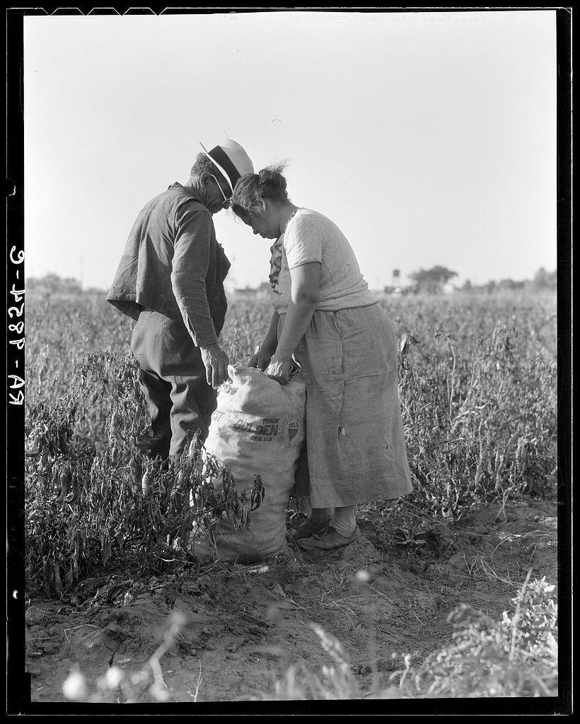 The image depicts a historical scene of two individuals working in an agricultural field. The person on the left appears to be male, wearing a dark-colored hat with a white band and long-sleeved shirt along with pants. He is leaning over towards a sack held by another individual who seems to be female based on clothing style which includes a knee-length dress or apron-style outfit. She has her hair pulled back in a bun, indicative of practical working attire suitable for manual labor.

They are both engaged in what looks like the process of harvesting peppers, suggested by the surrounding vegetation that appears dry and ripe, possibly indicating end-of-season harvests typical of pepper crops which include varieties such as jalapeño or poblano. The sack they're handling is labeled "GOLDEN PEPPERS," confirming their task.

The image is in black and white, a common feature for photographs from the early to mid-20th century when color photography was not yet widely accessible. There's no discernible movement captured; both individuals are still, emphasizing the quiet intensity of manual labor during this period.

This photograph aligns with Dorothea Lange’s known work in documenting American life and agriculture particularly focusing on rural communities like Stockton, California which is referenced in a linked source for further information. The image captures not just an ac [...]