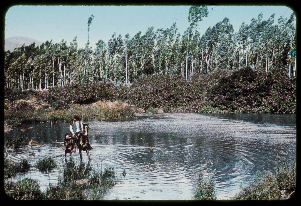The image depicts a serene outdoor scene with two individuals riding on horseback through shallow water. The horses are partially submerged in the calm, reflective surface of the water. One person appears to be guiding or leading while holding onto something not clearly visible from this distance, possibly reins or some equipment attached to the horse's harness.

In the background, there is a dense collection of trees with varying shades of green and hints of purple flowering shrubs among them, suggesting it could be late spring or early summer. The foliage forms a natural backdrop that extends into the horizon where other vegetation can faintly be seen against the sky. 

The overall atmosphere seems peaceful and leisurely, possibly capturing a moment during an outdoor activity such as horseback riding in nature.