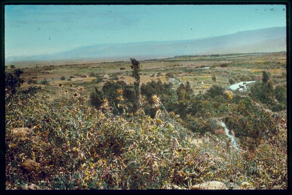 The image depicts a landscape viewed from an elevated position, showing a mix of arid and lush vegetation. In the foreground is dense foliage with various shades of green and hints of yellow flowers or fruits among the plants. The middle ground reveals a more open area with patches of grassland extending towards the horizon where rolling hills meet the sky on the far side. There's a small, winding stream visible in this section as well.

A solitary tree stands out against the flat terrain near the center-right part of the image, providing contrast to the otherwise wide-open landscape. The background is dominated by hazy mountains that recede into the distance under a clear blue sky with minimal cloud cover. This photograph has an aged appearance with some discoloration and scratches on its surface.

This particular slide appears in Damascus, Palmyra, Baalbek collection from 1950 to 1977, showcasing Matson Photo Service's documentation of the region during that time period. The photo measures approximately 2 inches by 2 inches when it is photographed with a view camera and mounted on card stock or in a slide tray.