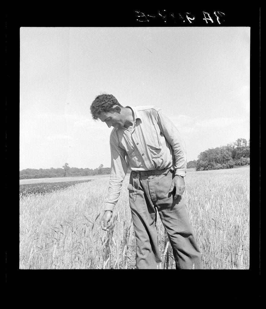 The image is a black and white photograph depicting an individual standing in what appears to be a field. The person, who seems male based on clothing style and build, has short curly hair and wears a light-colored shirt with rolled-up sleeves over long-sleeved undershirt, as well as dark trousers. His posture suggests he's looking down at the ground or something within reach of his hand.

He is also wearing work boots which implies that this might be taken during working hours in an agricultural setting. The field around him seems to have tall crops, possibly wheat given their height and structure. In the background, there are trees visible under a clear sky.

The image has been cropped at the top where some text appears, but it's partially obscured making it difficult to read what is written above his head which could potentially provide context or identification for him. The lighting suggests that this photo was taken during daytime with ample sunlight casting shadows on parts of the field and under trees in the distance.

The image has been titled "Farm At" indicating a possible connection or location reference, perhaps suggesting he's part of farming activities at 'At' which could be a place name possibly near Hightstown. The photograph is labeled as belonging to Dorothea Lange with additional information about this particular photo can often be found in archives lik [...]