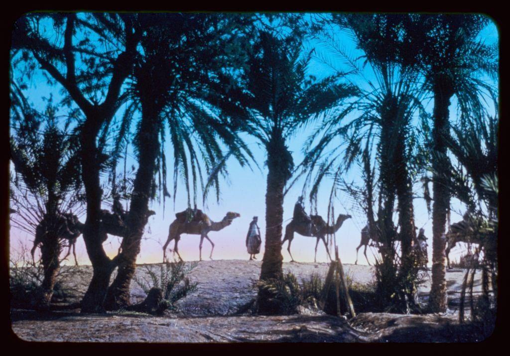 The image captures a serene desert scene with tall palm trees silhouetted against the sky, their fronds gently swaying. In the foreground, several camels are seen walking in single file, led by handlers on foot or riding atop them. The handlers and riders appear small compared to the towering palms, emphasizing the grandeur of nature around them. Shadows stretch across the sandy ground, indicating either sunrise or sunset due to the warm hues near the horizon line. This photograph seems to evoke a sense of adventure in a remote desert landscape, possibly reminiscent of historical journeys made through such environments.