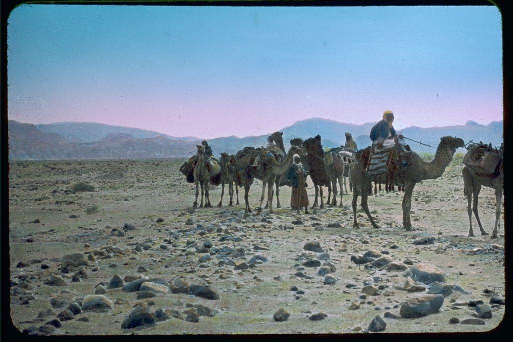 The image depicts a group of people riding camels in what appears to be a desert landscape. There are multiple camels, each carrying at least one person on their backs, and the riders seem to be dressed in traditional or practical attire suitable for such an environment. The ground is rocky with scattered boulders, indicating arid conditions typical of deserts.

In the background, there's a faint outline of mountains under a clear sky that transitions from blue near the horizon line upwards into pinkish hues as it stretches upward towards the upper part of the image. This coloration could suggest either sunrise or sunset times.

The overall impression is one of an organized caravan traversing through the desert terrain with riders who are likely accustomed to such journeys, possibly for trading goods, exploration, or other purposes characteristic of historical travel methods in deserts and barren lands across various cultures throughout history.