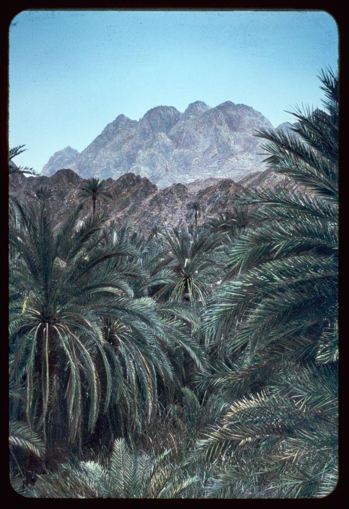 The image displays a lush palm grove with tall, green fronds swaying gently in the breeze. In the background, majestic mountains rise against a clear blue sky, their rocky peaks hinting at arid conditions typical of desert environments. The contrast between the verdant palms and the dry mountain landscape is striking, suggesting this location may be found near or within a region where vegetation thrives despite challenging climatic circumstances. This scene could potentially serve as visual inspiration for projects focused on environmental adaptation, ecological balance, or travel photography that captures diverse landscapes in harmony with nature.