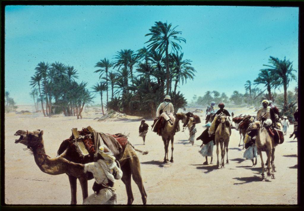 The image depicts a desert landscape with tall palm trees scattered across the horizon under a clear blue sky. In the foreground, there is a camel being led by an individual dressed in traditional attire. The camel's back carries various items secured on saddle blankets and straps. Behind this leading camel, several other individuals are seen riding camels equipped similarly for travel or work purposes. Some of these riders appear to be carrying goods as well.
The scene suggests a caravan journey through the desert, with people from different walks of life traveling together in search of resources, trade opportunities, or perhaps migrating due to seasonal changes. The image conveys a sense of movement and purpose among its subjects, who are dressed appropriately for their environment—many wearing turbans, hats, and long robes.
The overall atmosphere is one of resilience and adaptation as these individuals navigate the arid desert landscape together under sunny skies.