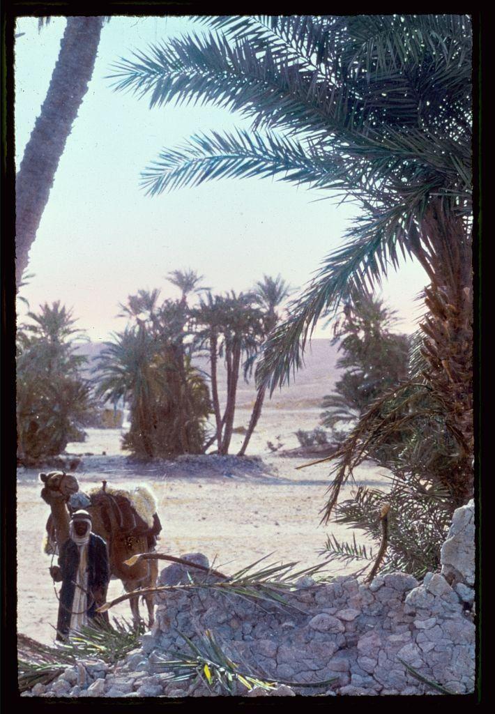 The image depicts a desert landscape with several palm trees in the background, indicating a hot and arid climate. In the foreground, there is a person dressed in traditional Middle Eastern attire, including a long robe and head covering. This individual appears to be leading or accompanying an animal that looks like a camel, which has a harness suggesting it may be used for transportation or carrying goods.

The terrain seems dry with sparse vegetation apart from palm trees, rocks, and some low shrubs scattered around. The sky is clear and blue, further emphasizing the sunny weather conditions typical of desert regions. There's also an old stone wall on the right side that adds to the rustic atmosphere of the scene. Overall, it evokes a sense of everyday life in a Middle Eastern or North African desert setting during mid-20th century years between 1950 and 1977.

Additional context for this image can be found under "Sinai" as mentioned in its description, which may indicate the geographical location where these photographs were taken. The photo is credited to Matson Photo Service with a reference number of '691e' and appears to measure approximately 2 x 2 inches (5 cm by 5 cm).