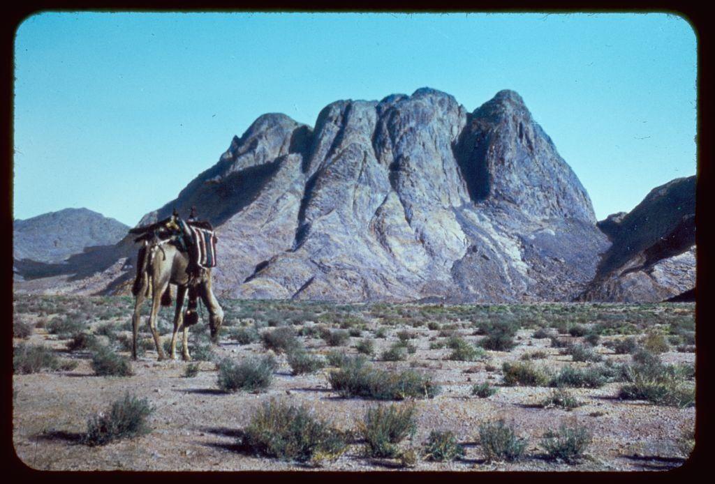 A camel with a striped blanket on its back is standing in the foreground of a barren desert landscape, facing away from the camera. The environment features sparse green shrubs scattered across sandy soil and gently rolling hills leading up to prominent rocky mountains in the background under a clear blue sky. This scene appears to be taken during daylight hours based on the bright illumination.