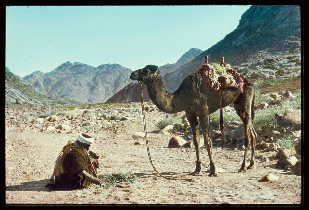 The image depicts a desert scene with a camel and its rider as the central subjects. The camel is adorned with colorful decorations on its harness, including flowers or garlands around its head and saddle blanket embellished in reds, yellows, and whites. It stands firmly on rocky terrain, indicating arid conditions typical of deserts.

Beside the camel, a figure sits on the ground wearing traditional attire that includes a white headdress known as a keffiyeh, dark robes, and possibly a shawl or cloak draped over their shoulders. The person appears to be engaged in an activity with some small objects near them but is not clearly visible due to distance.

The background features rugged mountains under a clear blue sky, reinforcing the notion of a remote desert environment. The overall composition captures both human interaction with nature and highlights traditional practices within this setting.