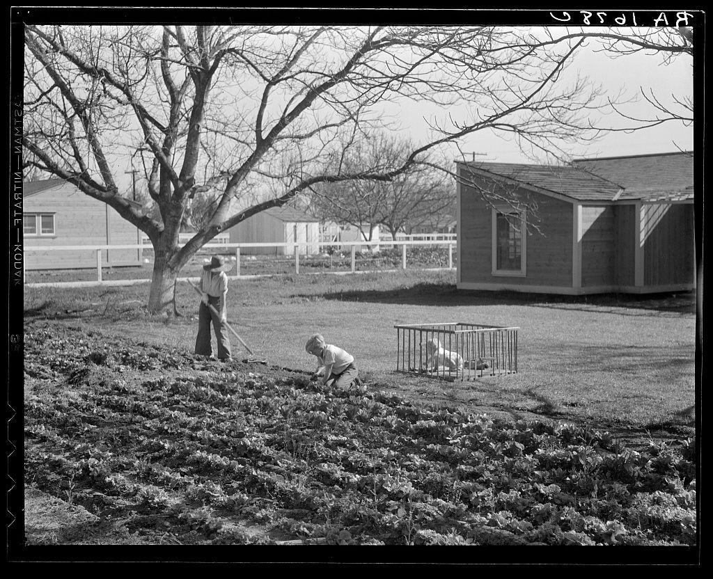 The image is a black and white photograph depicting two individuals engaged in gardening activities. In the foreground, an adult wearing overalls with rolled-up sleeves is seen bending down to plant or tend to rows of crops on bare soil. Behind this individual, a child, also dressed in attire suitable for outdoor work, appears to be interacting with plants closer to ground level.

In the middle distance, another figure can be observed kneeling beside what seems like a metal fence structure, possibly engaged in maintenance activities. A tree without leaves stands prominently to the left of both individuals, suggesting it might be winter or early spring when such trees are dormant.

The background features residential structures: a house with visible siding and windows on the right side, another building partially obscured by foliage on the far right, all enclosed within what appears to be a fenced yard. The overall setting suggests a rural homestead environment focused on agriculture as part of daily life or subsistence farming practices.