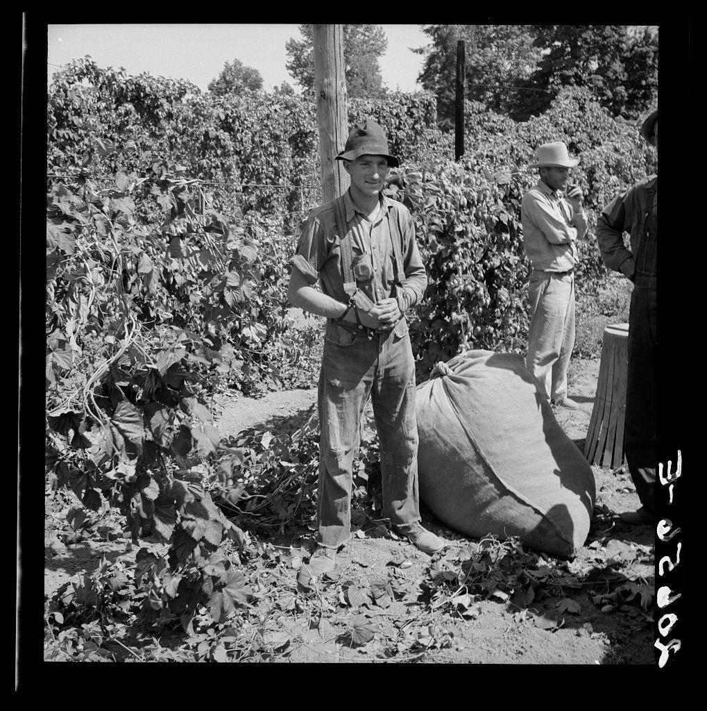 The image is a black and white photograph featuring three individuals in what appears to be an agricultural setting. One person stands prominently, dressed in work attire with rolled-up sleeves and wearing a hat, holding onto his canteen bottle while looking towards the camera with a slight smile. He has another larger sack beside him on the ground. Behind this individual is another man standing further away from the foreground, partially obscured by foliage. To the right of the image stands yet another person in light-colored clothing and a wide-brimmed hat, appearing to be observing or waiting for something.

The background shows dense vegetation with large leaves that could belong to hop plants, indicative of an agricultural crop field environment typical of Oregon's hop-growing regions during earlier times. The overall setting suggests rural farm life from the mid-20th century in America.