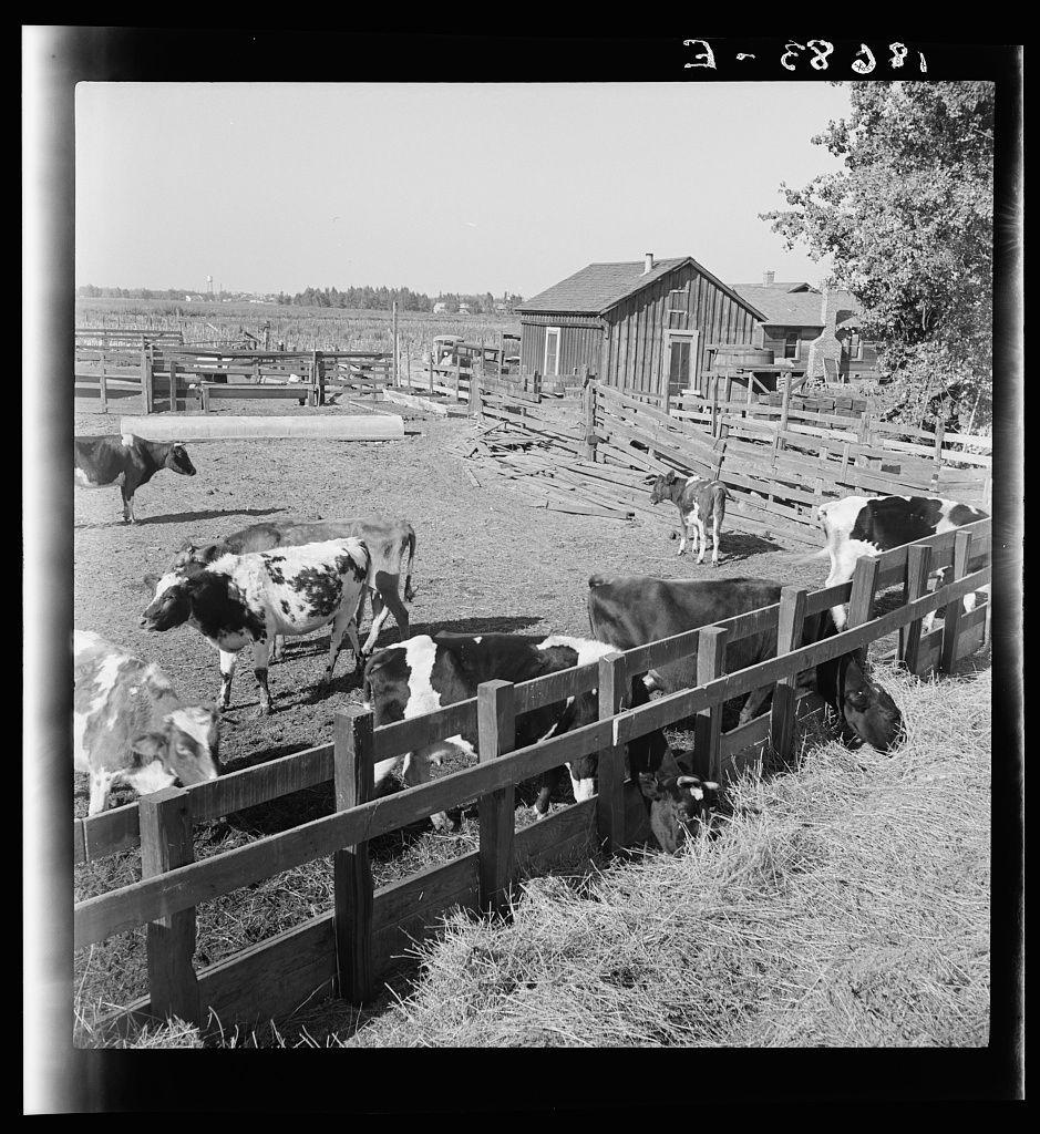The image is a black and white photograph showing a rural farm scene. Several cows with distinctive brown and white patches are seen grazing behind a wooden fence within an enclosed area of land that appears to be a pasture or pen for livestock. Among the herd, there's at least one calf being looked after by what seems to be its mother cow.

A barn structure is visible in the background alongside other farm buildings and equipment. The sky above looks clear without any clouds, indicating it might have been taken during fair weather conditions. There are a few people present; however, their features aren't distinctly discernible from this distance.

Additional information indicates that this photograph was captured near Manteca, California in November 1938 by the Farm Security Administration (FSA) as part of its tenant purchase client's herd project. Dorothea Lange is credited with taking this image, which falls under her body of work during that time period documenting various aspects of American life and agriculture.

The presence of a date code "3-25 81" on the photograph suggests it may have been catalogued or stored in a specific manner by an archive. The overall composition gives us insight into rural farm life from the mid-1900s, reflecting agricultural practices during that era.