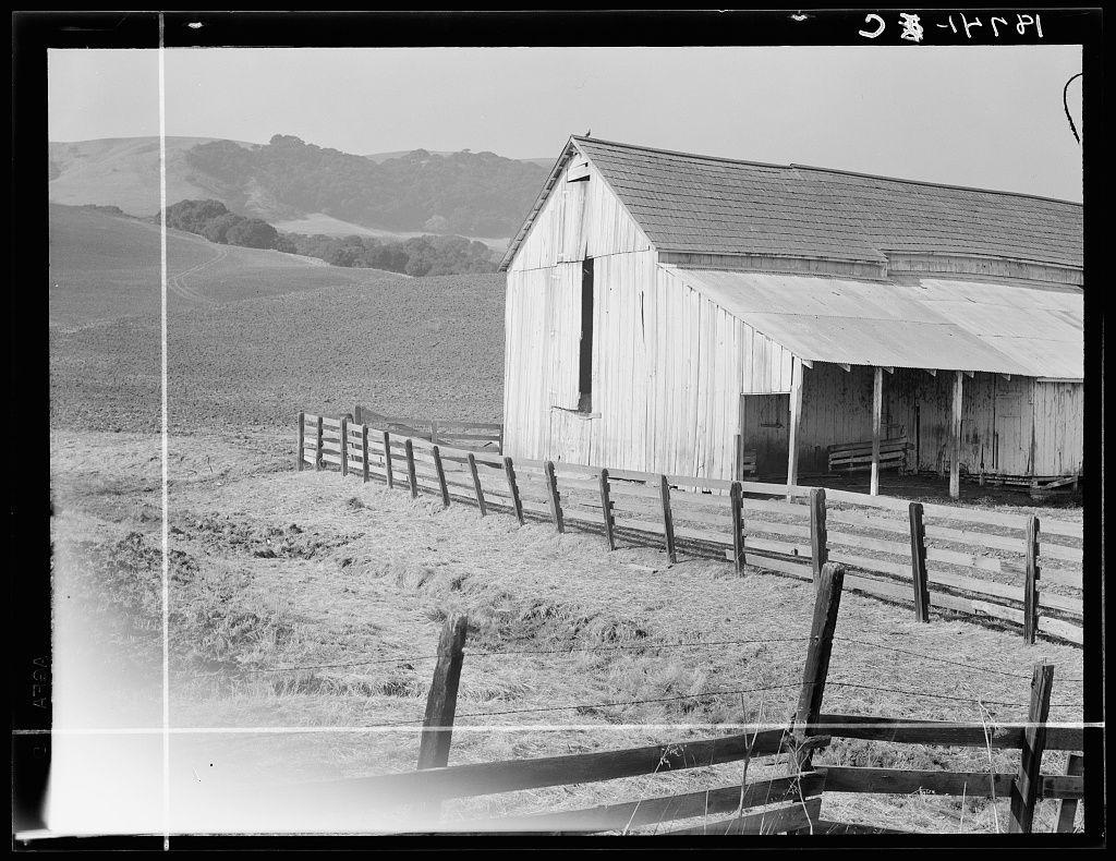 The image is a black and white photograph of an old wooden barn located in a rural landscape. The barn appears weathered, with its siding showing signs of age and wear. It features a large main section with two sets of double doors at the front and smaller doors on each side for possible storage or animal access.

A series of fences encircles the barn, made up of vertical wooden posts connected by horizontal rails. Hay is scattered in various piles within the enclosure, suggesting that this area may be used for livestock feeding.

In the background, gentle hills rise above a plowed field, indicating agricultural activity. The overall setting conveys a sense of pastoral life and rural tranquility.

This image was taken in Contra Costa County, California as part of a photographic series documenting cow barns and dairy ranches in various regions across America during a particular time period.