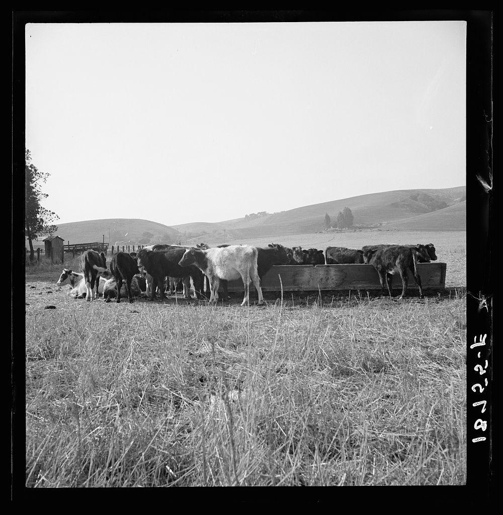 The image depicts a group of cattle gathered around a trough, likely for feeding or drinking water. The cows are various shades of black and white, indicating different breeds within the herd. They stand in an open field with dry grass underfoot, which suggests it might be late summer or early autumn.

In the background, gentle hills rise up against a clear sky that has no clouds visible. A small structure resembling a barn or shed is situated on one side of the pasture, and beyond that lies more rolling terrain extending into the distance. The image's composition conveys a sense of rural tranquility and simplicity in agriculture.