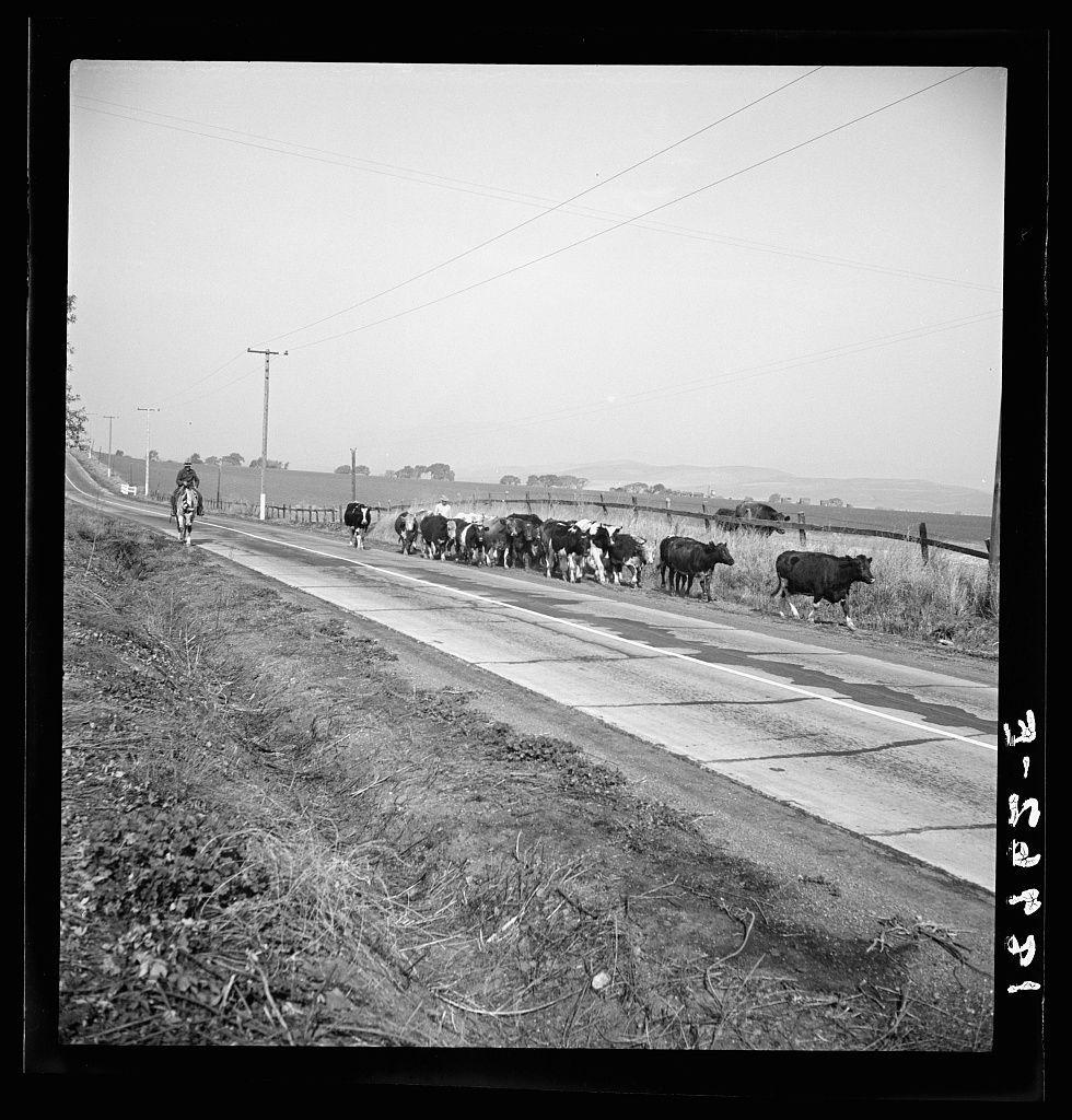 The image depicts a rural scene featuring cows and cattle being herded down a paved road. In the foreground, there is an individual on horseback leading the herd of animals, which includes several black-and-white dairy cows as well as some dark-colored bovines with no visible markings or horns. The environment suggests a countryside setting with dry grassy fields beside the asphalt roadway and rolling hills in the distance under a hazy sky.

The photograph is presented in monochrome tones, lacking color to emphasize contrasts of light and shadow across its composition. On the bottom right corner, there's handwritten text that appears reversed due to being captured sideways, likely providing context or identifying information about the image. The overall atmosphere conveyed by this historical black-and-white snapshot evokes a sense of rural life in California during an earlier era.