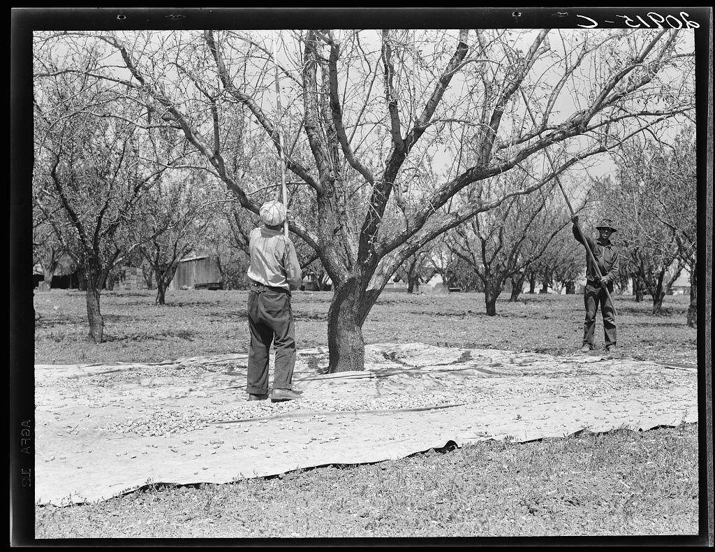 The image is a black and white photograph depicting two individuals working in an orchard. The person on the left, who appears to be older based on body structure, stands beside a tree with bare branches reaching outwards. They are wearing loose-fitting trousers and what looks like suspenders or braces over their shoulders, along with a long-sleeved shirt tucked into high-waisted pants. A hat sits atop their head, suggesting protection from the sun.

In contrast to the older person's traditional work attire, the individual on the right is dressed in more formal clothing typical of early 20th-century laborers: jeans and a button-up short-sleeve shirt or jacket with rolled sleeves, also paired with trousers. A hat shades their eyes as they lean against another tree branch.

Both are standing on what seems to be an asphalt surface that stretches across the foreground into the distance, marked by scattered footprints suggesting frequent use for walking.

The background is filled with several similar trees devoid of foliage, indicative of a winter or early spring season before almond orchards typically bear fruit. A hint of rural life and possibly residential structures can be seen in the far back under an overcast sky. This scene captures moments from "Harvesting on almond ranch," as noted by contextual information provided.

The overall mood is one of industriousness, with a [...]