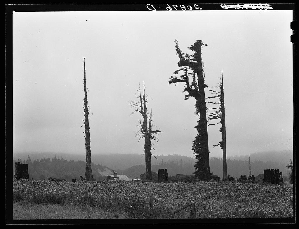 The image depicts a somber scene of tall, leafless trees standing against an overcast sky. These trees appear to be former redwood giants that have succumbed to the harsh conditions or perhaps logging activities in this region known for its lumber industry. The stumps and remaining bases suggest these once-mighty trees were cleared for timber production.

In the background, a dense forest of evergreen trees extends into the foggy distance, creating layers of greenery against the muted backdrop. In the foreground, wildflowers or grasses with small white blossoms dot the landscape, adding texture to the otherwise bleak scene. The environment looks remote and untouched by modern civilization aside from some visible structures in the far background.

There is a sense of desolation conveyed through this black-and-white photograph, which could be indicative of the decline of industries like logging over time or an exploration of nature's resilience amidst human interference.