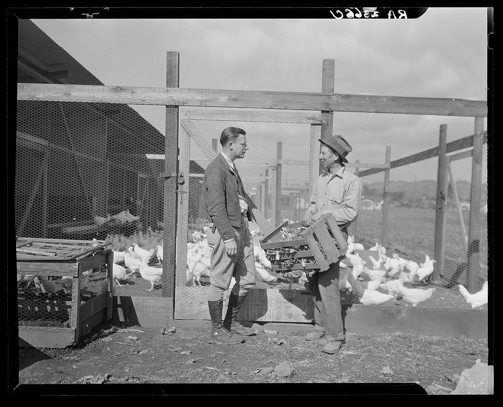 The image depicts a black and white photograph that appears to be from the early 1900s, judging by the clothing styles. Two men stand in what looks like an outdoor rural setting near a chicken coop or pen. One man is dressed formally with glasses and wearing dark trousers over shoes tied at the ankles; he holds a small crate containing chickens. The other man wears a wide-brimmed hat, light-colored long-sleeve shirt, rolled-up sleeves to his elbows, beige pants tucked into tall boots, holding what seems like a container or box of leaves or similar material.

Behind them is an enclosure made from chicken wire fencing supported by wooden stakes and poles; the ground looks dry with scattered debris. There are numerous chickens within this enclosure: some standing near water on one side while others cluster in various groups inside the pen. The environment suggests agricultural activity, likely poultry farming. Both men seem engaged in a conversation or transaction involving the chickens