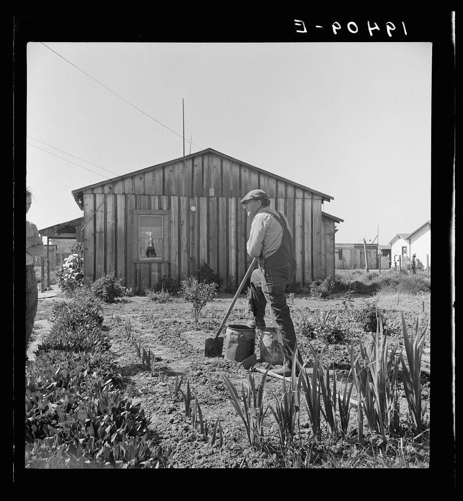 A black and white photograph shows an individual working in a garden with crops. The person is using gardening tools, including what appears to be a hoe or rake. They are wearing overalls, boots, gloves, and a wide-brimmed hat for sun protection. Behind them stands a weathered wooden building which might serve as a storage shed or shelter. In the background, there's evidence of residential buildings under construction with exposed framework and wires overhead suggesting ongoing development in this area known to be associated with agricultural laborers during that period. The text "E-POHPI" is visible at the top right corner, possibly indicating an archive name or a reference code for cataloging purposes.