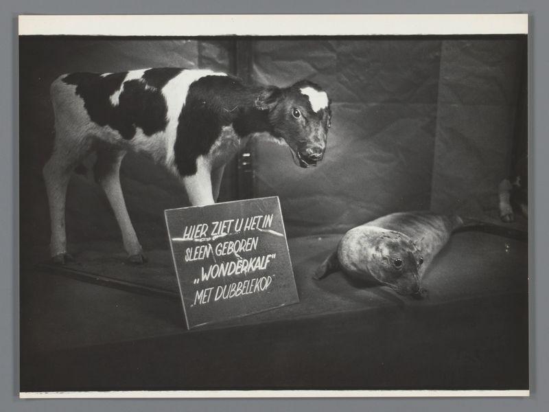 The image depicts a black and white photograph with Dutch text on an easel, displaying two animals. On the left is a cow standing with its head turned towards something out of frame; it has distinctive black patches over its eyes resembling eyebrows or eyelashes, adding to its human-like expression. To the right lies a seal pup in repose beside another sign that reads "Wonderkalf" and describes what appears as an abnormal condition, referencing 'dubbelkop' which means double horned. The background is dark with no discernible details beyond this setting. This photograph captures elements of surprise or curiosity, possibly hinting at the juxtaposition between domesticated livestock and marine life in a humanized context within a fairground exhibition space as suggested by the reference to Nieuwmarkt, Amsterdam.