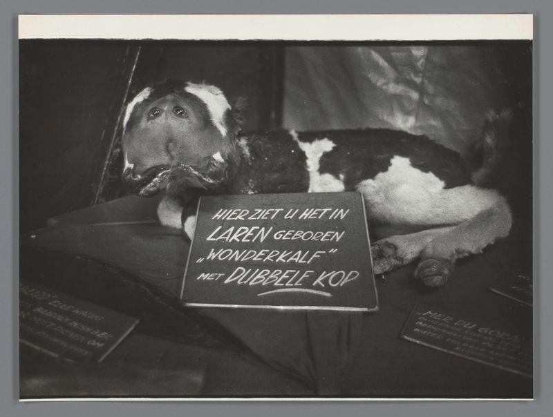 The image depicts a dog lying down on what appears to be an open suitcase. The dog has white fur with dark patches, particularly noticeable around its eyes and ears, giving it a distinctive appearance. It's positioned in such a way that one of its paws is resting across the body while the head rests comfortably against the luggage.

In front of the dog, there's a signboard written in Dutch which reads "HIER ZIJT U HET IN LAREN GEBOREN 'WONDERKALF'" and below it states "WONDERKALF" with "MET DUBBELLE KOP." The text on the board suggests that this dog was born within a barrel, referred to as "wonder calf," which is an unusual phenomenon in Dutch culture.

The background of the image appears dark and somewhat blurred, focusing attention on the dog and sign. There are also some indistinct objects around, possibly books or pamphlets near the suitcase. The overall composition suggests this could be a candid photograph capturing a moment from a fair or exhibition as mentioned in additiona